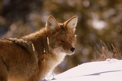 Picture of coyote